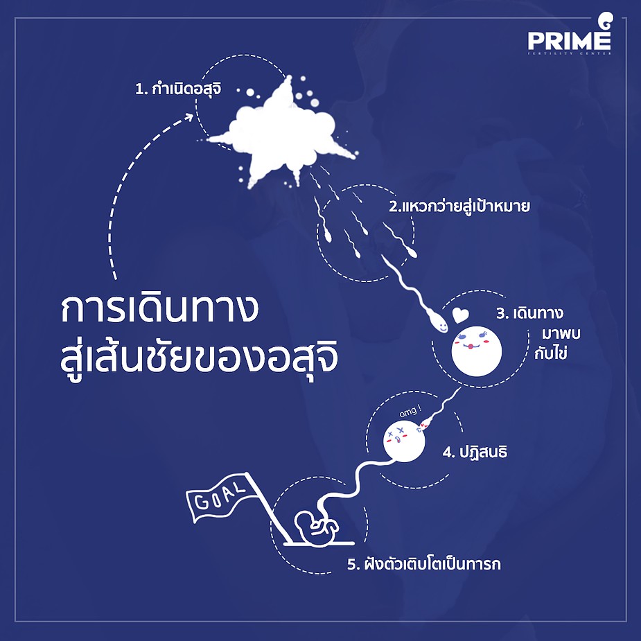 การเดินทางสู่เส้นชัยของอสุจิ