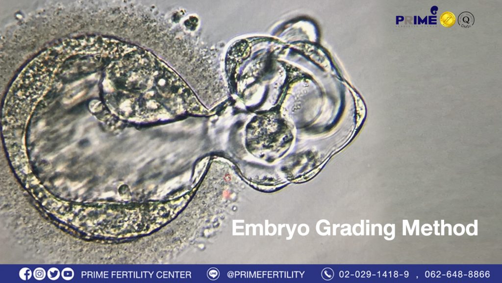 Embryo Grading Method