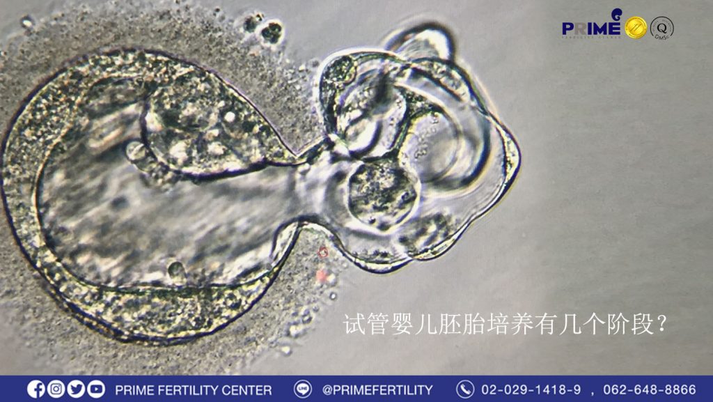 Embryo Grading Method zh