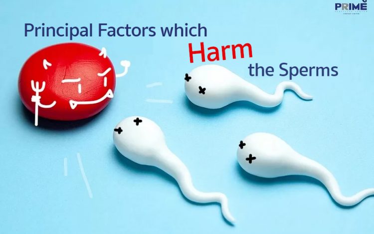 healthy sperm, สเปิร์มแข็งแรง,精子杀手