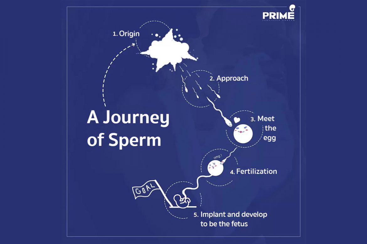 fertilization for Sperm journey