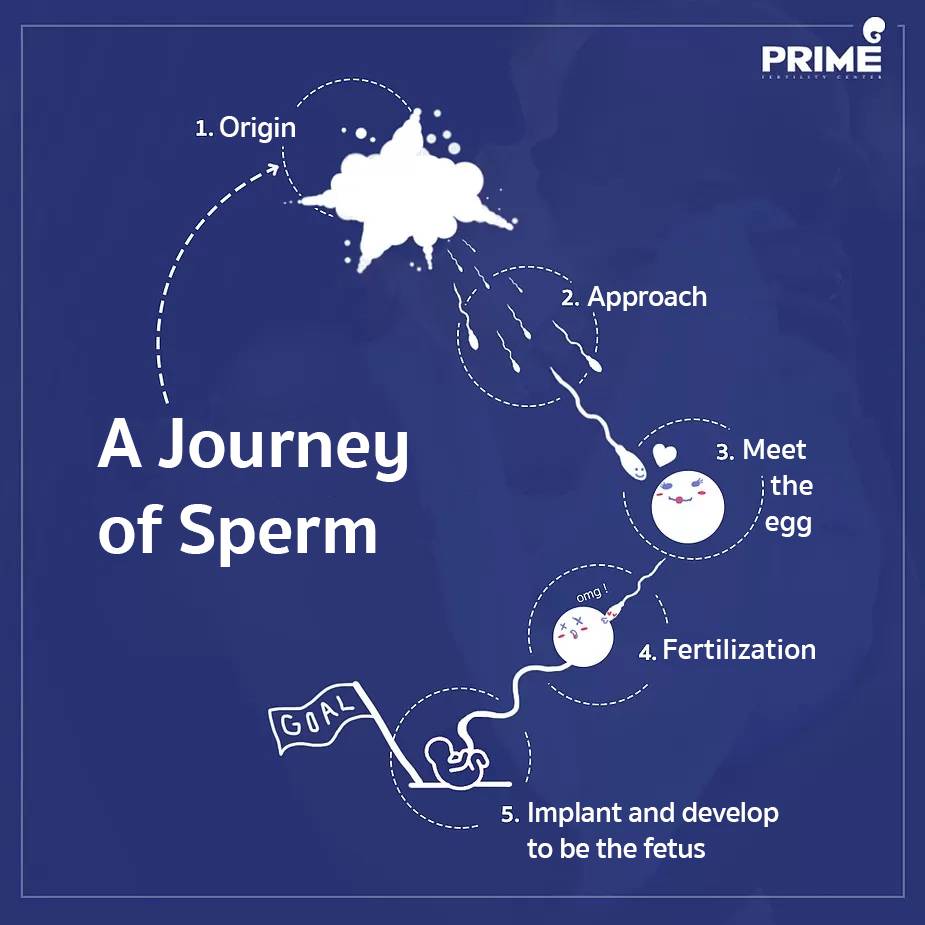 sperm cell journey to the egg