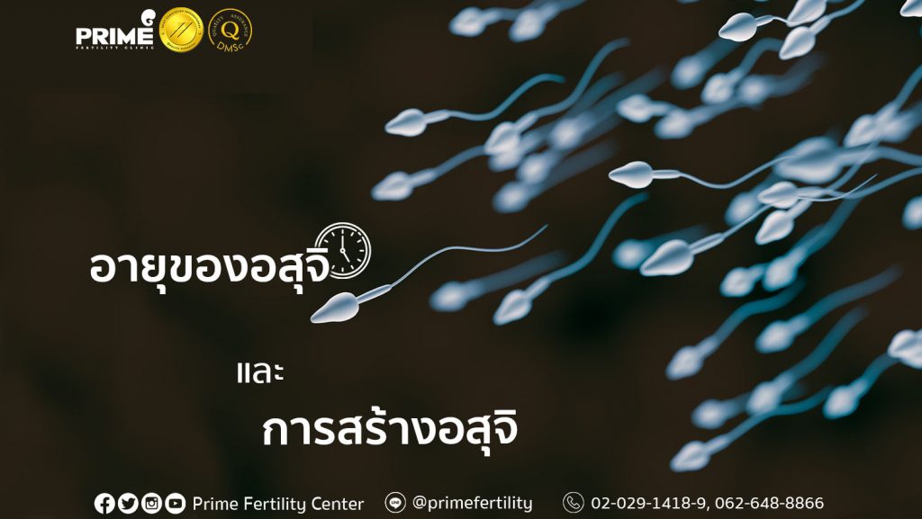 Lifespan and Production of Sperm,อายุของอสุจิและการสร้างอสุจิ,精子的存活以及产生精子的流程