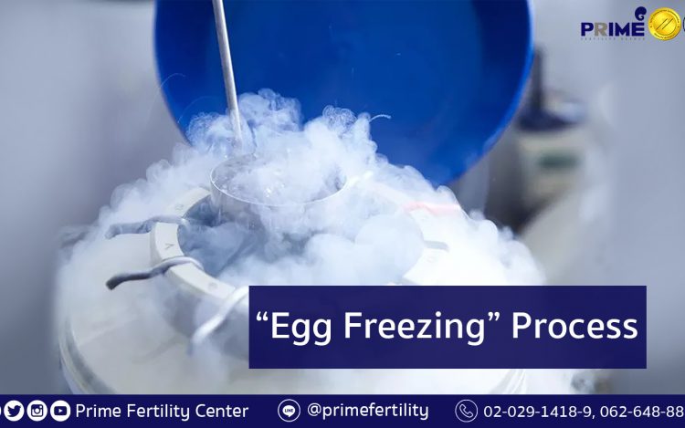 Egg Freezing Process, ขั้นตอนการแช่แข็งไข่