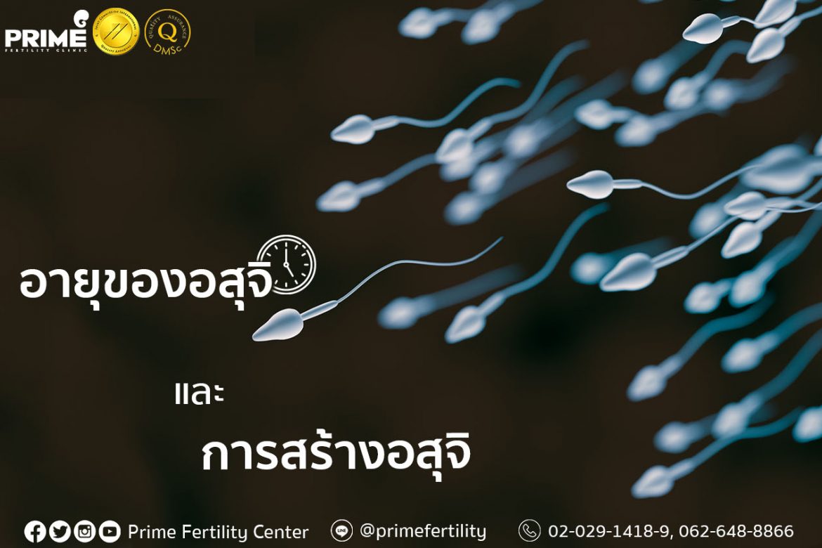 Lifespan and Production of Sperm,อายุของอสุจิและการสร้างอสุจิ,精子的存活以及产生精子的流程