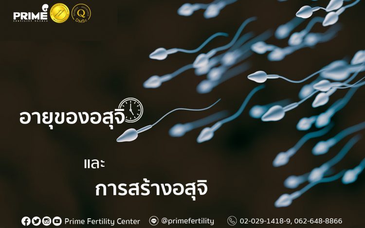 Lifespan and Production of Sperm,อายุของอสุจิและการสร้างอสุจิ,精子的存活以及产生精子的流程