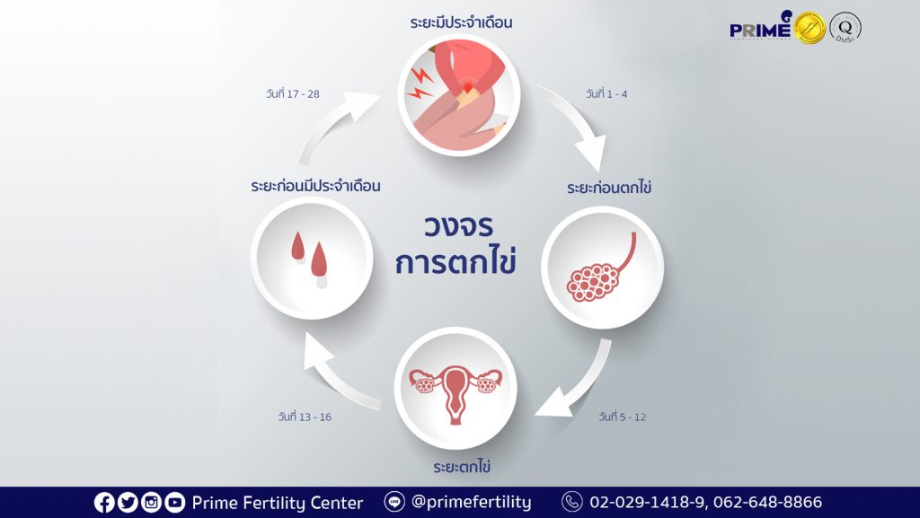 วงจรการตกไข่ long