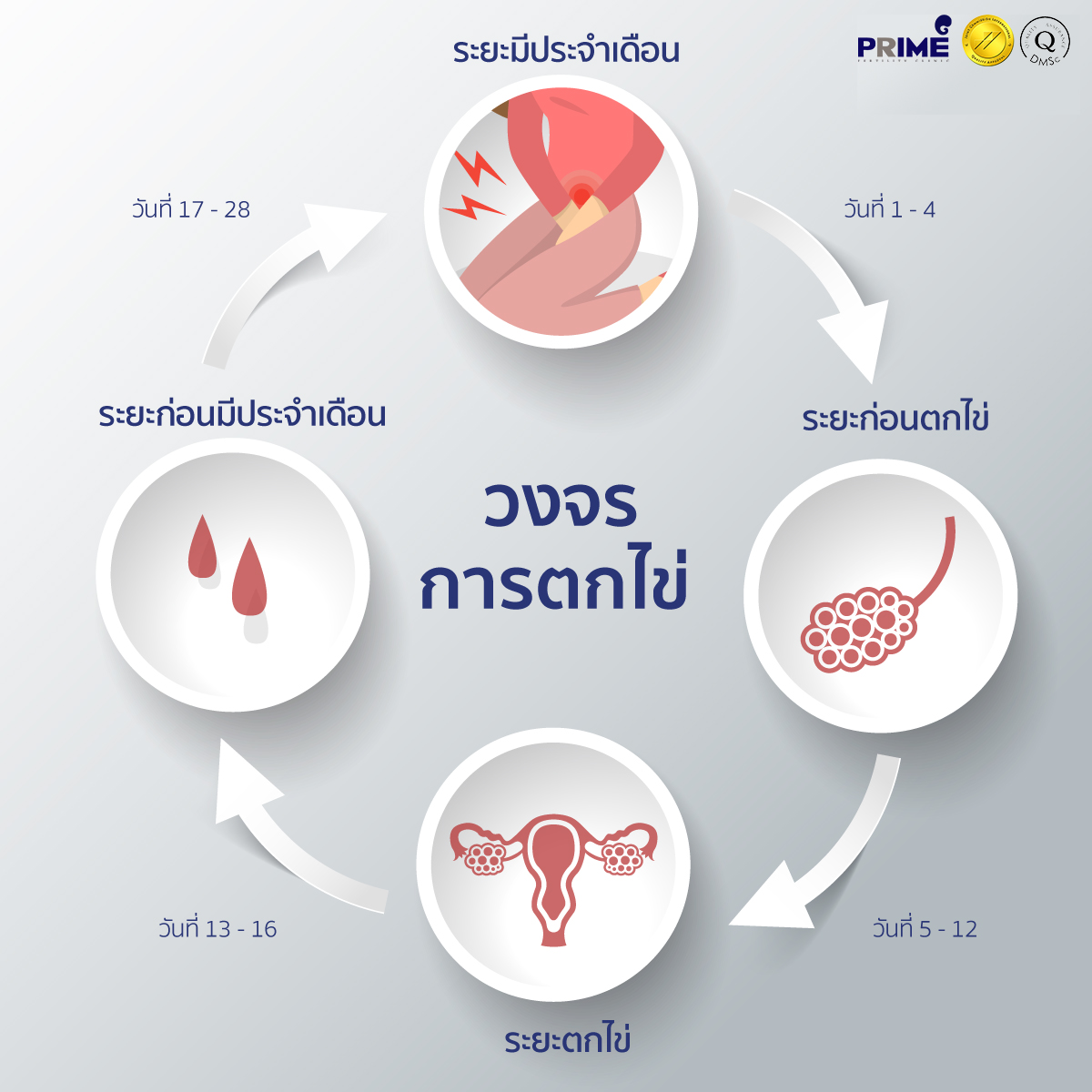 วงจรการตกไข่