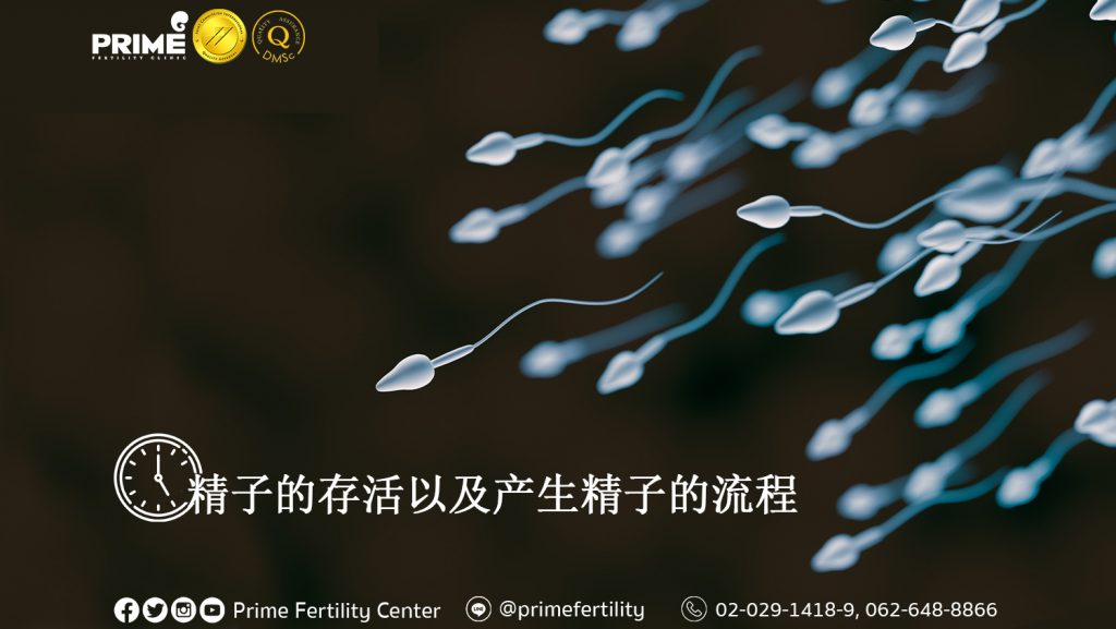 Lifespan and Production of Sperm,อายุของอสุจิและการสร้างอสุจิ,精子的存活以及产生精子的流程
