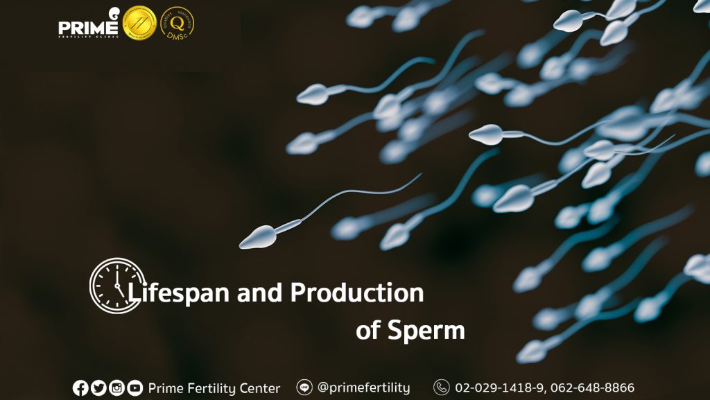 Lifespan and Production of Sperm,อายุของอสุจิและการสร้างอสุจิ,精子的存活以及产生精子的流程