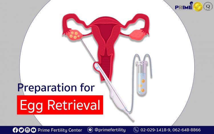 Preparation for Egg Retrieval, การเตรียมตัวก่อนการเก็บไข่, 取卵之前的准备