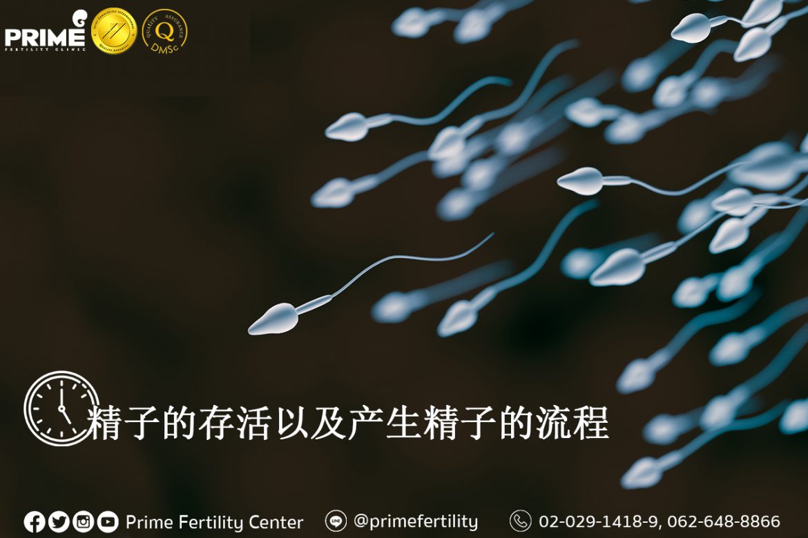 Lifespan and Production of Sperm,อายุของอสุจิและการสร้างอสุจิ,精子的存活以及产生精子的流程