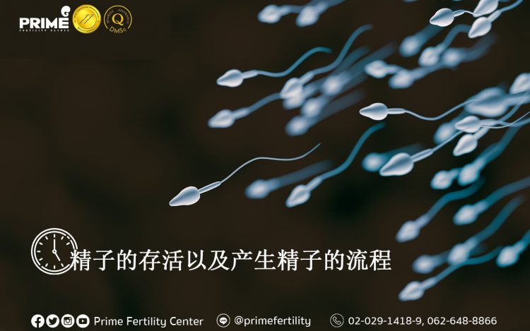 Lifespan and Production of Sperm,อายุของอสุจิและการสร้างอสุจิ,精子的存活以及产生精子的流程