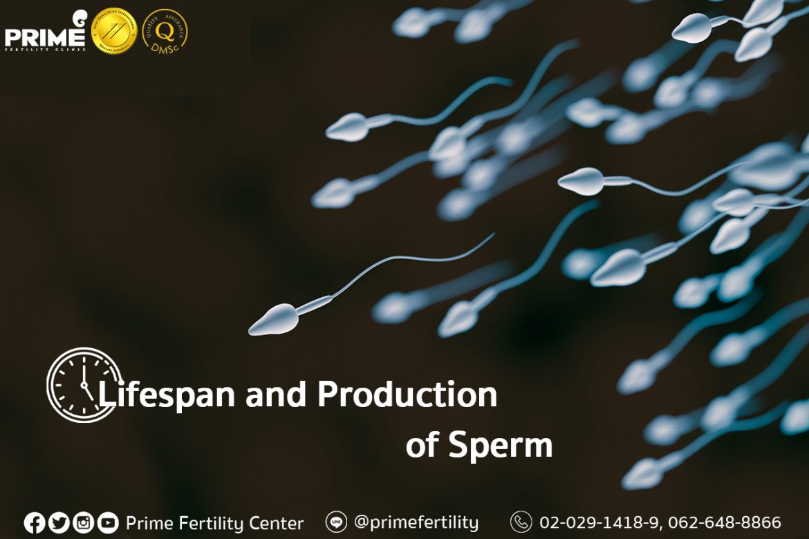 Lifespan and Production of Sperm,อายุของอสุจิและการสร้างอสุจิ,精子的存活以及产生精子的流程