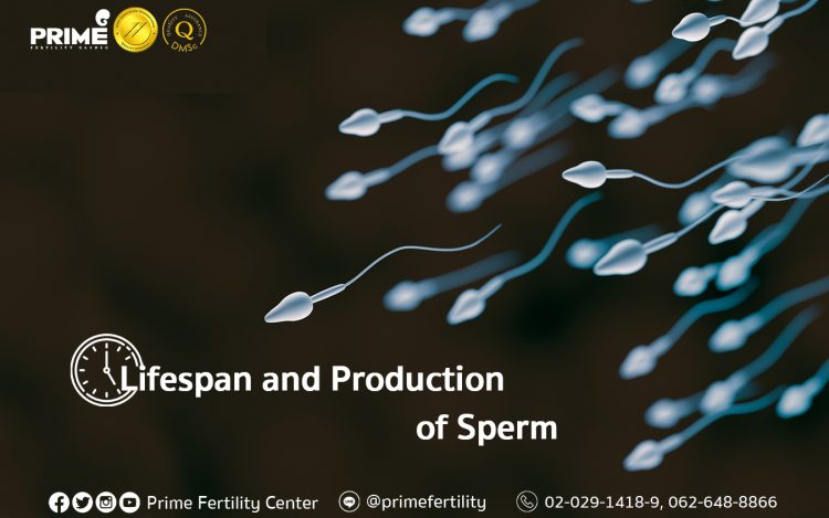 Lifespan and Production of Sperm,อายุของอสุจิและการสร้างอสุจิ,精子的存活以及产生精子的流程