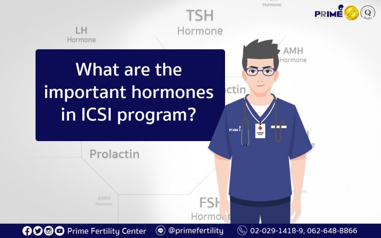 做试管婴儿的主要荷尔蒙,What are the important hormones in ICSI program,ฮอร์โมนที่สำคัญในการทำ ICSI มีอะไรบ้าง