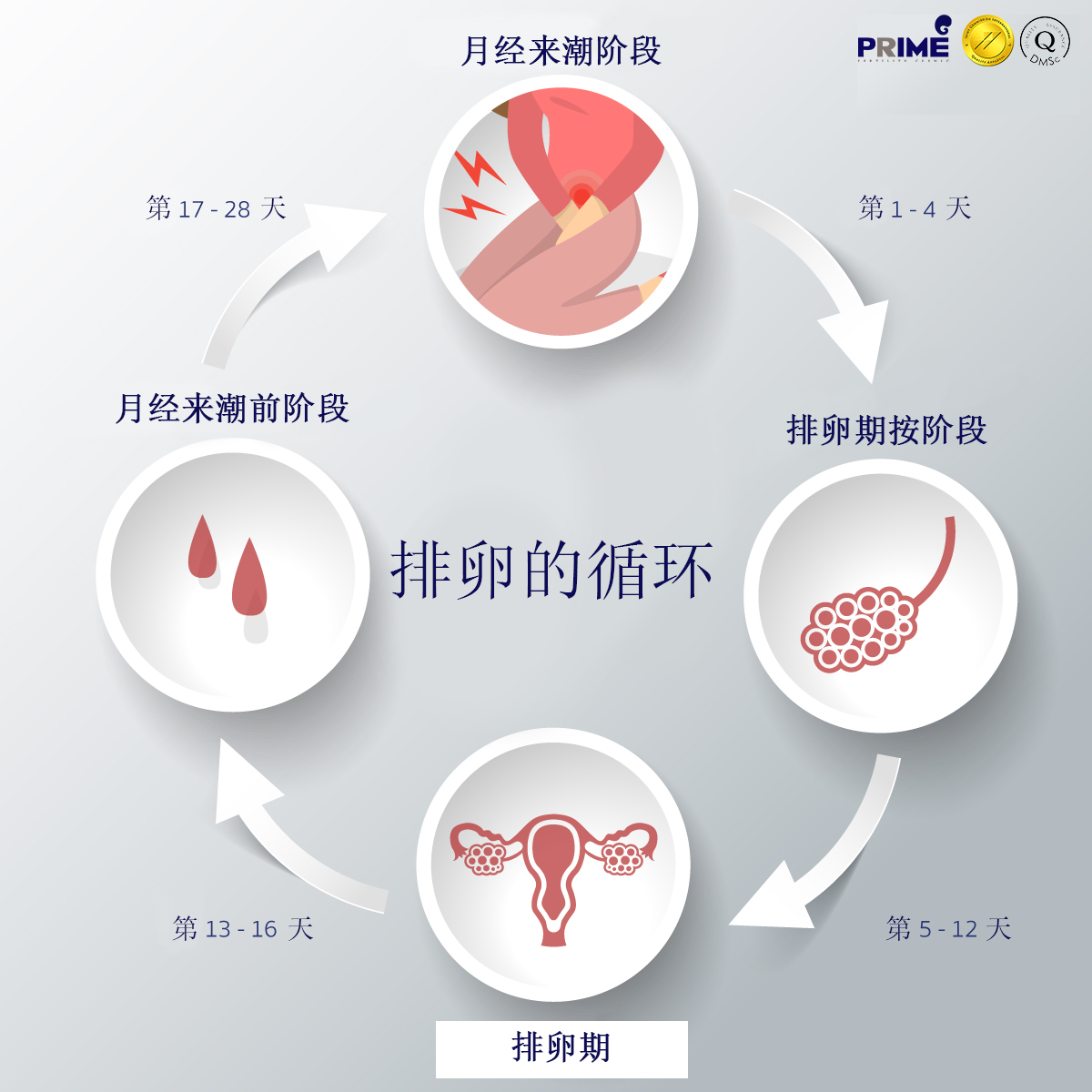 柔和的什么是排卵现象的插图