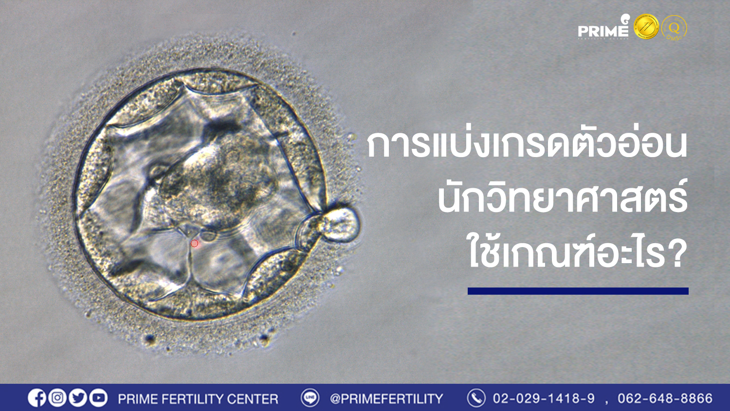 การแบ่งเกรดตัวอ่อน นักวิทยาศาสตร์ใช้เกณฑ์อะไร