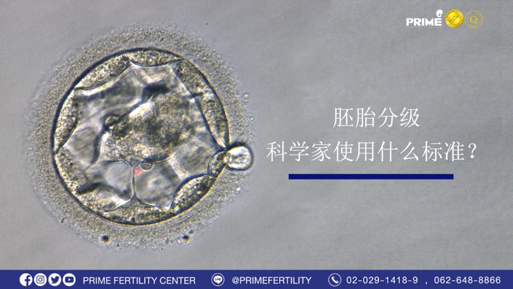 胚胎分级，科学家使用什么标准