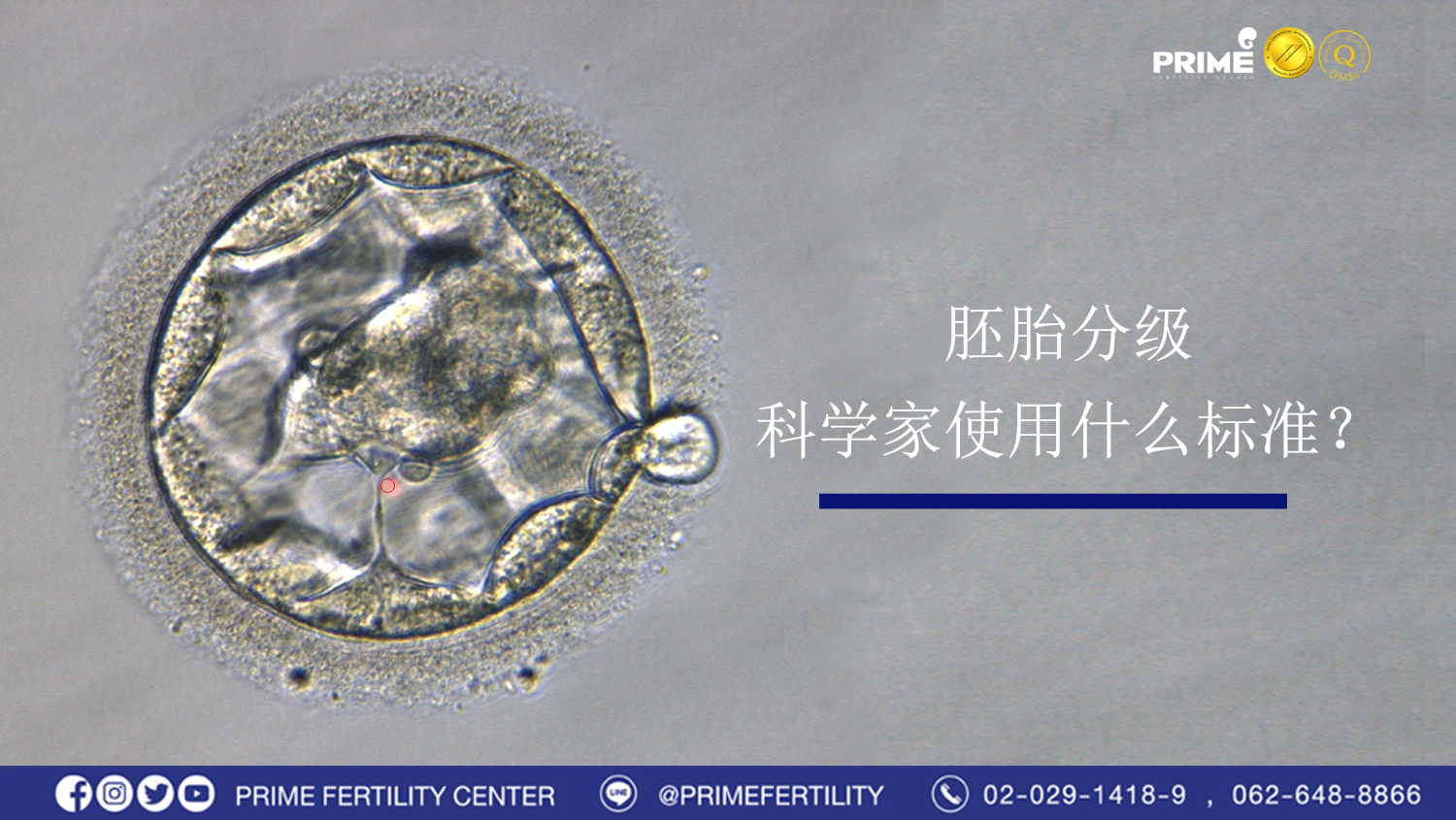 胚胎分级，科学家使用什么标准