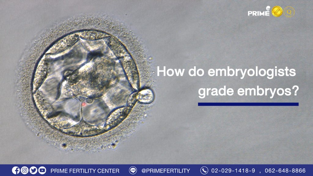 How do embryologists grade embryos