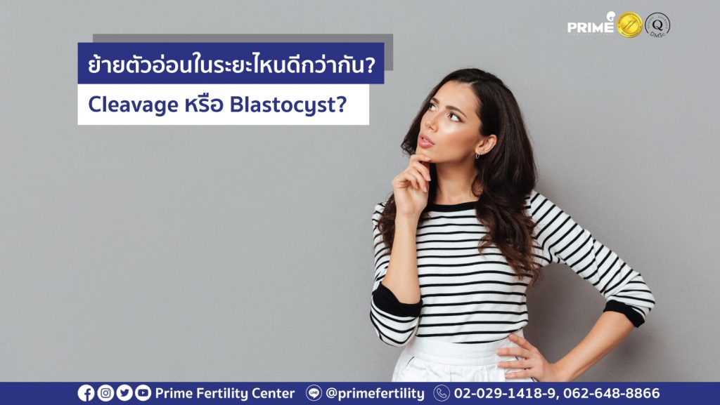 ย้ายตัวอ่อนระยะไหนดีกว่า web