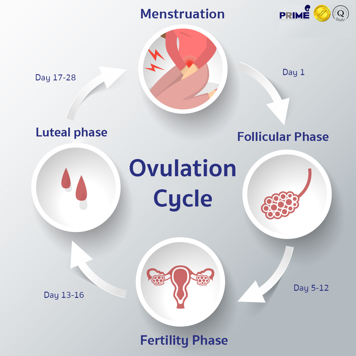 Ovulation Cycle - Ovulation cycle timeline