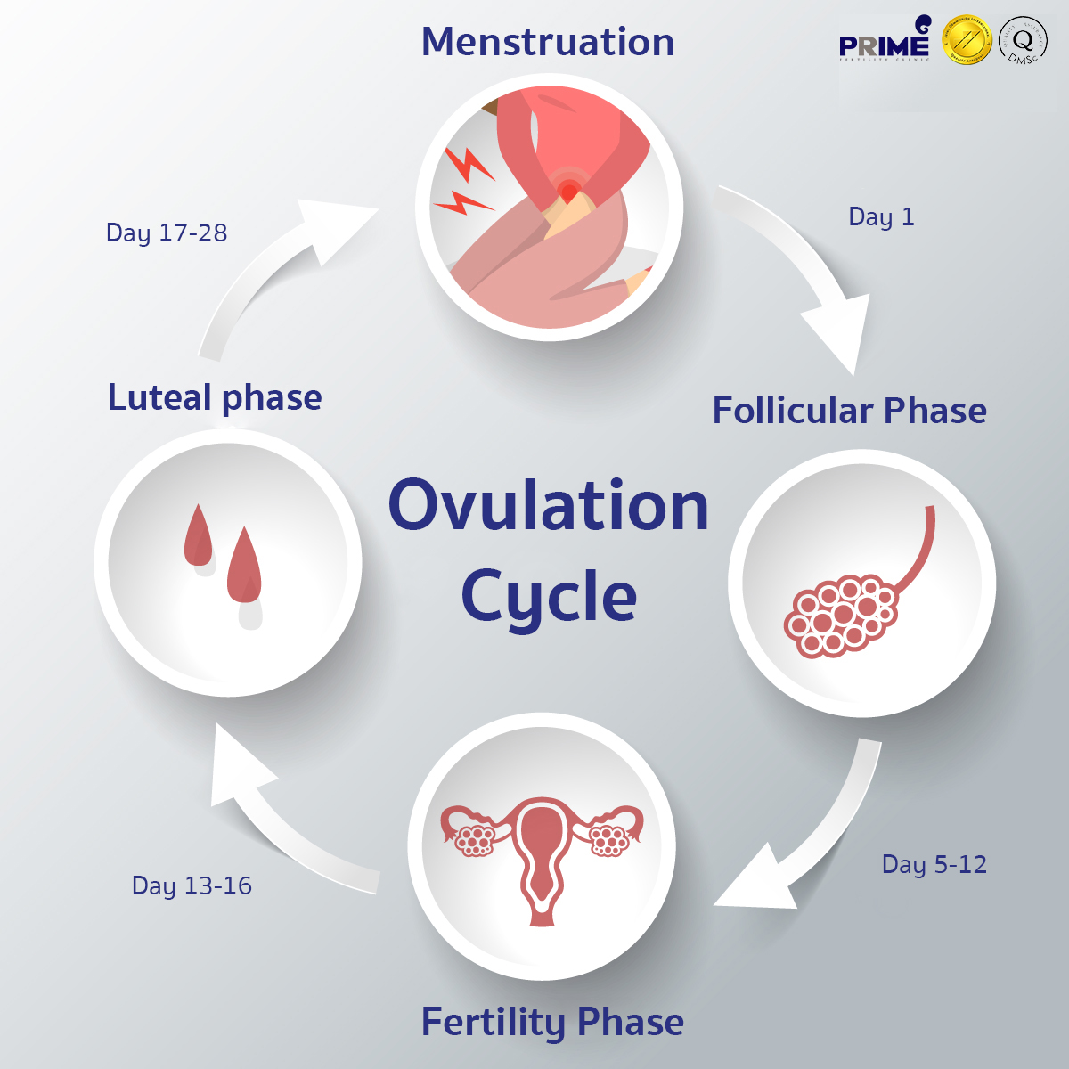 https://www.primefertilitycenter.com/wp-content/uploads/2021/07/%E0%B8%A7%E0%B8%87%E0%B8%88%E0%B8%A3%E0%B8%81%E0%B8%B2%E0%B8%A3%E0%B8%95%E0%B8%81%E0%B9%84%E0%B8%82%E0%B9%88-en.jpg