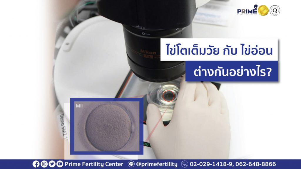 ไข่โตเต็มไวกับไข่อ่อน web