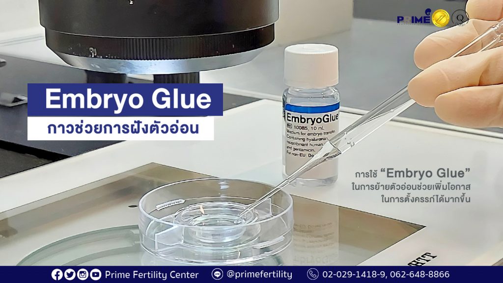 embryo glue web