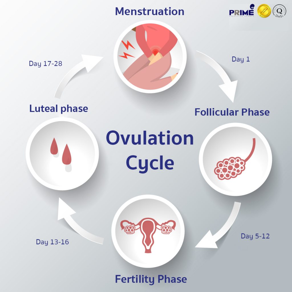 Ovulation Cycle Ovulation Cycle Timeline Prime Fertility Clinic
