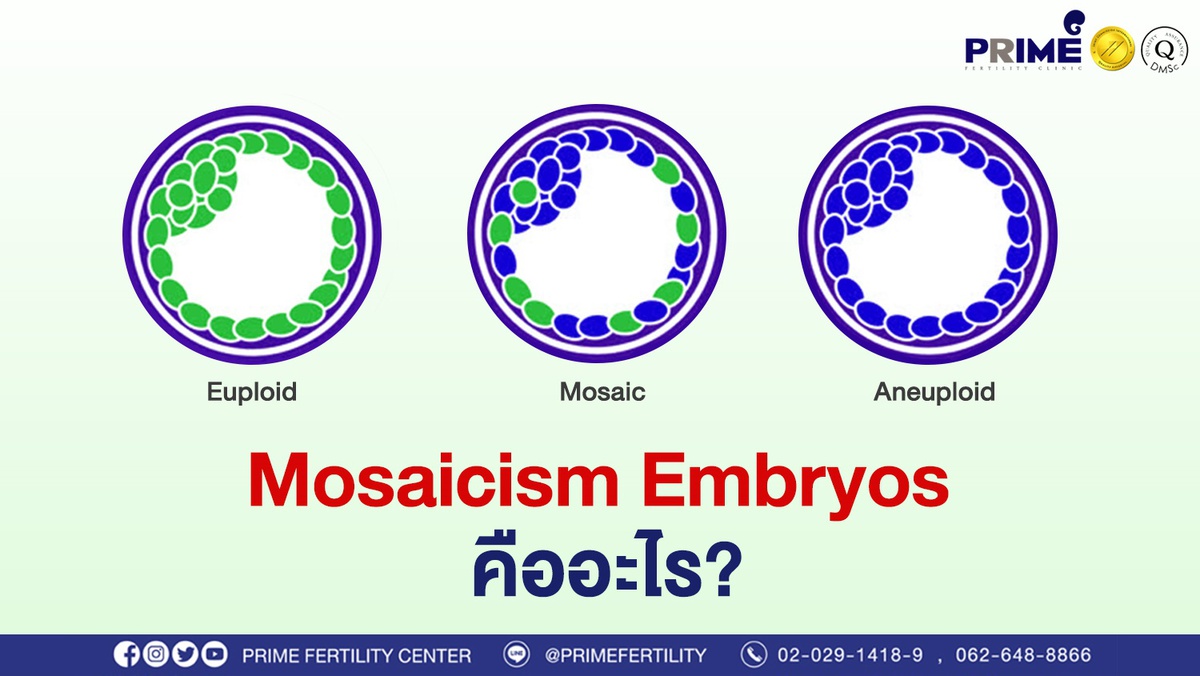 Mosaicism Embryos คืออะไร? เกี่ยวข้องอย่างไรกับการตั้งครรภ์?