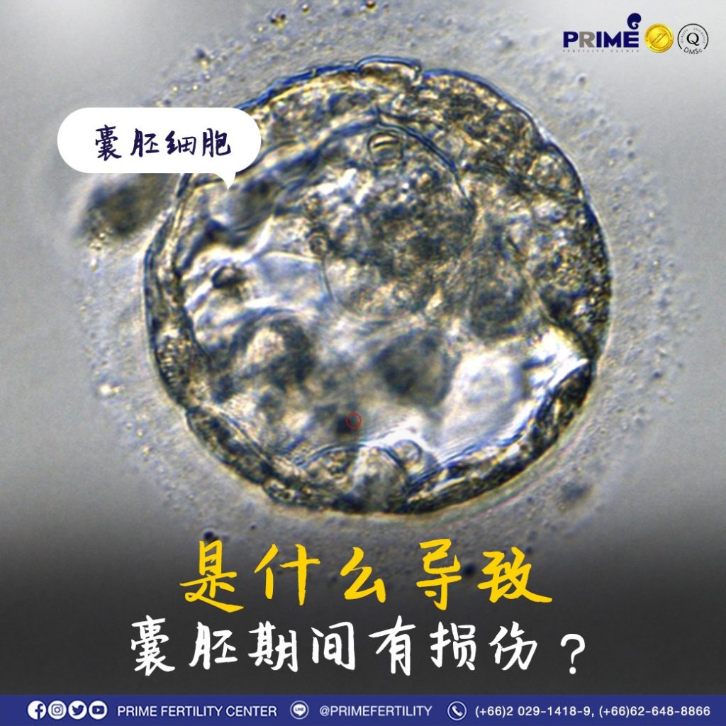 ความเสียหายในตัวอ่อนระยะ Blastocyst เกิดจากอะไร