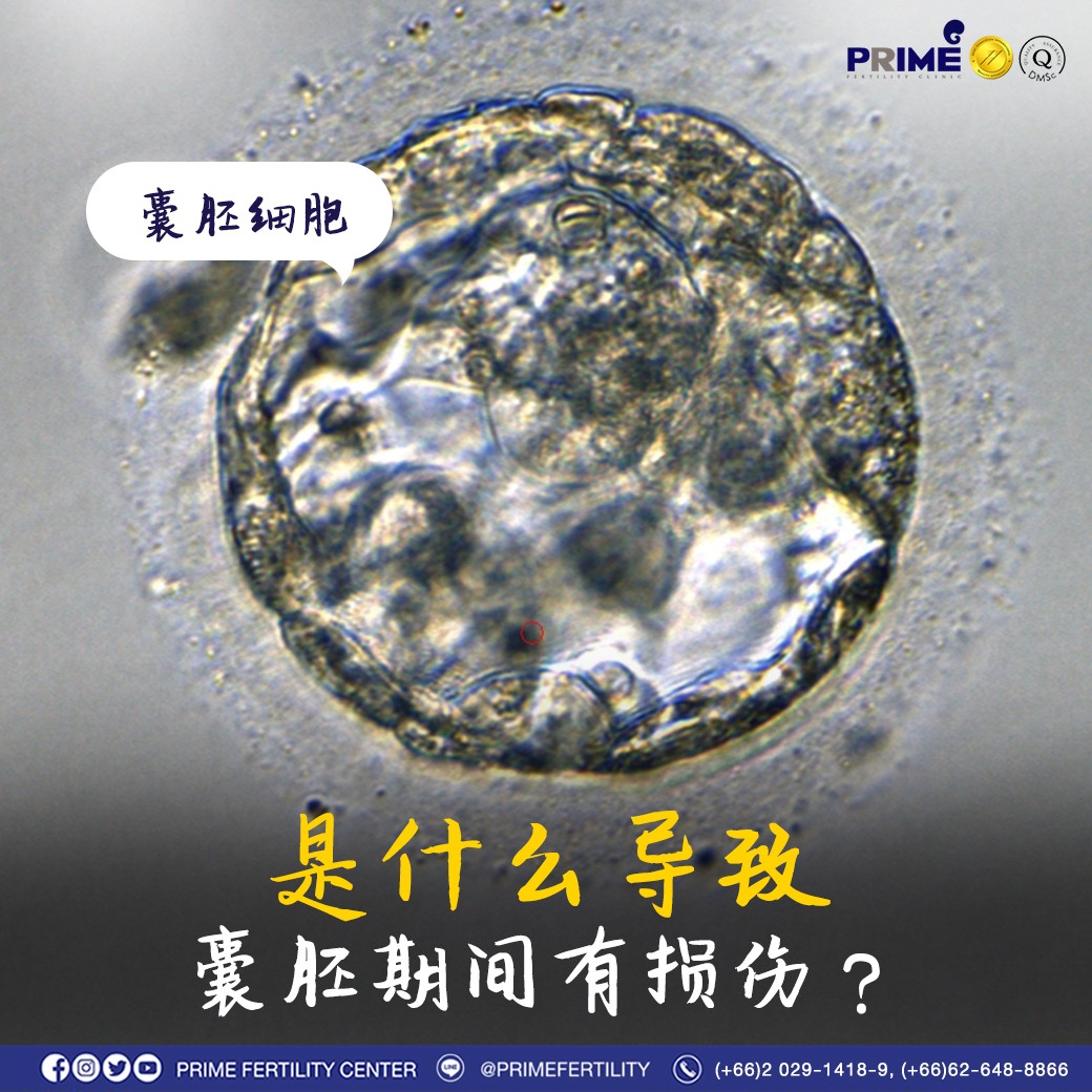 ความเสียหายในตัวอ่อนระยะ Blastocyst เกิดจากอะไร