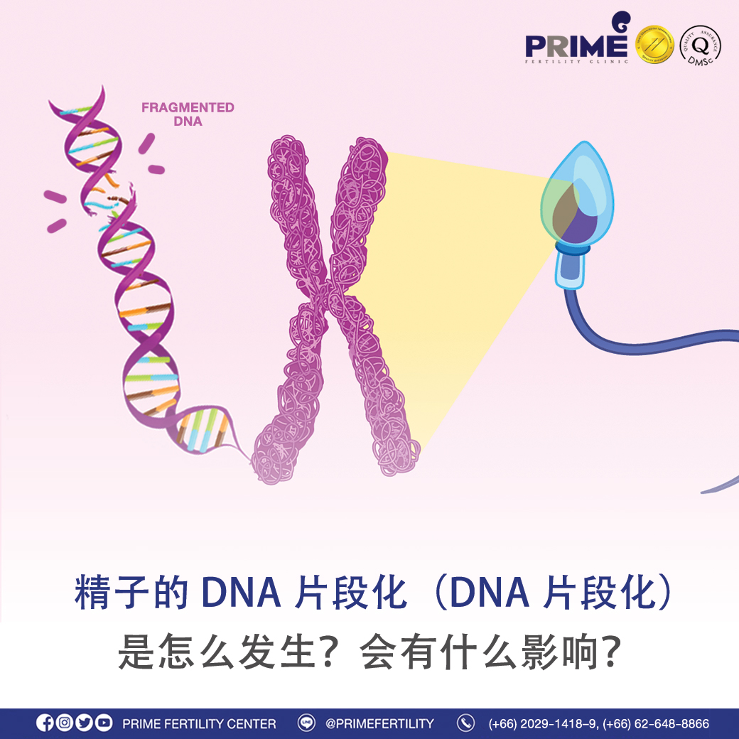 精子的 DNA 片段化（DNA 片段化） 是怎么发生？会有什么影响？