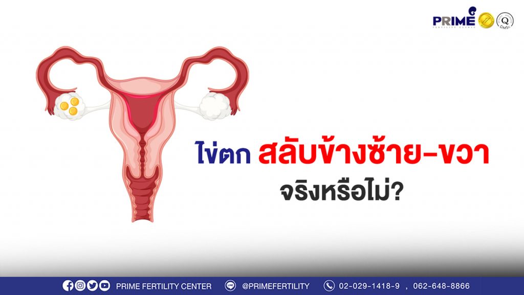 ไข่ตกสลับข้าง web