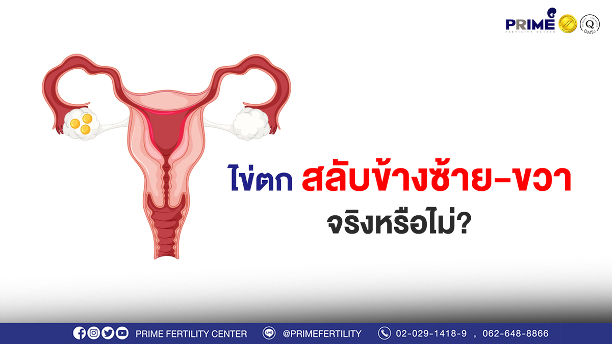ไข่ตกสลับข้าง web