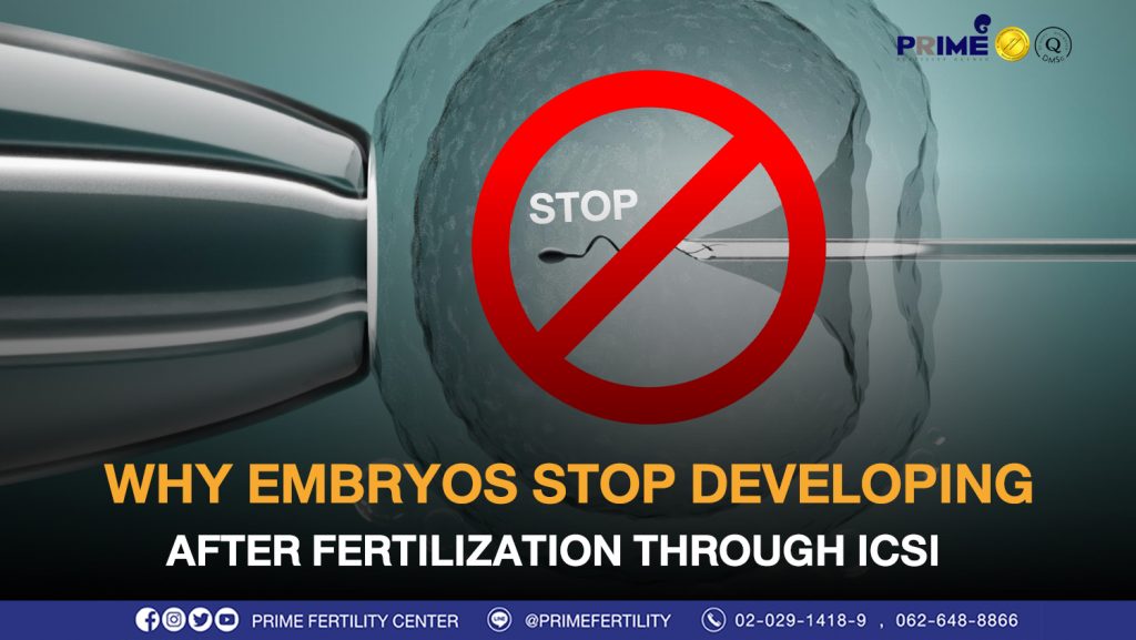 Why embryos stop developing after fertilization through ICSI - ตัวอ่อนหยุดการเจริญเติบโต ขึ้นเว็บ ตัวอ่อนหยุดการเจริญเติบโต ขึ้นเว็บ