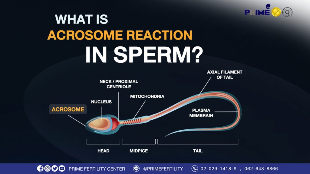What is acrosome reaction in sperm?