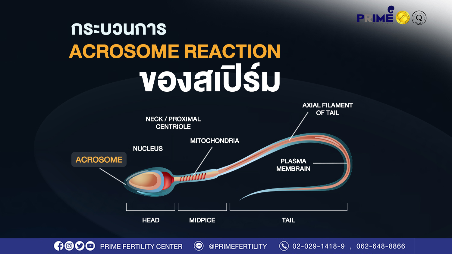 กระบวนการ Acrosome reaction ของสเปิร์ม คืออะไร?