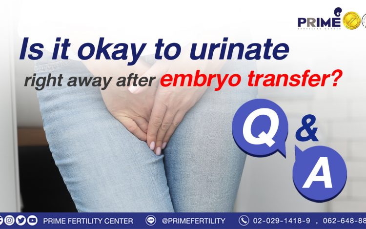 Is it okay to urinate right away after embryo transfer