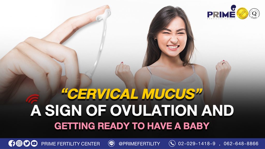“Cervical Mucus”, a sign of ovulation and getting ready to have a baby - มูกไข่ตก สัญญาณการตกไข่เตรียมพร้อมมีเบบี๋ web มูกไข่ตก สัญญาณการตกไข่เตรียมพร้อมมีเบบี๋ web