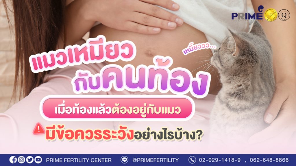Lab แมวเหมียวกับคนท้อง เมื่อท้องแล้วต้องอยู่กับแมวมีข้อควรระวังอย่างไรบ้าง web