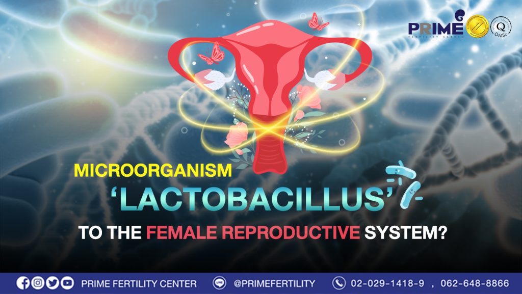 How important is the Lactobacillus microorganism to the female reproductive system? - จุลินทรีย์ Lactobacillus web จุลินทรีย์ Lactobacillus web