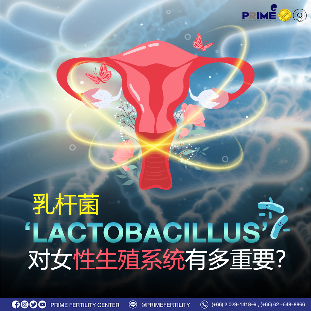 乳杆菌对女性生殖系统有多重要? - จุลินทรีย์ Lactobacillus จุลินทรีย์ Lactobacillus