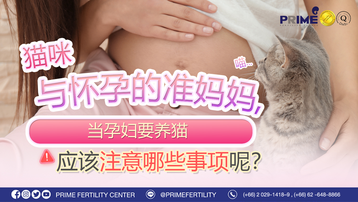 猫与怀孕的准妈妈,养猫的家庭都必须阅读! - แมวเหมียวกับคนท้อง แม่ๆ บ้านไหนเลี้ยงแมวต้องอ่าน แมวเหมียวกับคนท้อง แม่ๆ บ้านไหนเลี้ยงแมวต้องอ่าน