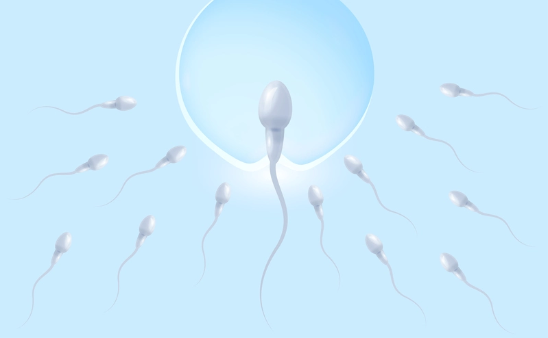 ฝันเป็นจริงกับ IUI เลือกเพศ 8 สิ่งที่จะช่วยให้คุณตัดสินใจ - sperm and egg IUI เลือกเพศ คืออะไร