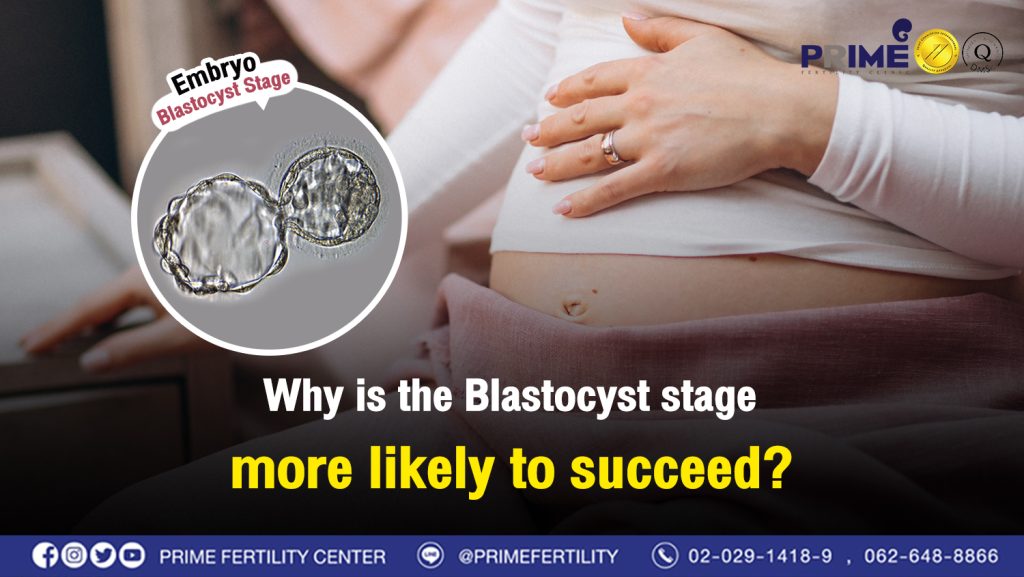 Why is the Blastocyst stage more likely to succeed? - ทำไมตัวอ่อนระยะ Blastocyst ถึงมีโอกาสสำเร็จมากกว่า web ทำไมตัวอ่อนระยะ Blastocyst ถึงมีโอกาสสำเร็จมากกว่า web